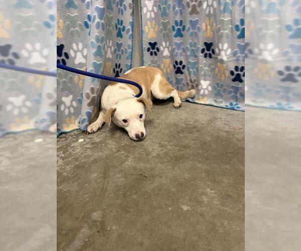 Medium Photo #1 Australian Shepherd-Unknown Mix Puppy For Sale in Rosenberg, TX, USA