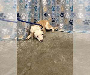 Australian Shepherd-Unknown Mix Dogs for adoption in Rosenberg, TX, USA