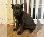 Puppy Enzo Cane Corso