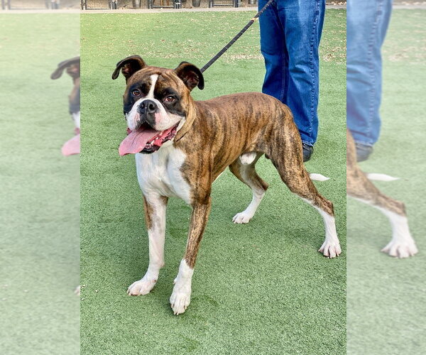 Medium Photo #2 Boxer Puppy For Sale in Austin, TX, USA