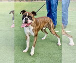 Small Photo #2 Boxer Puppy For Sale in Austin, TX, USA