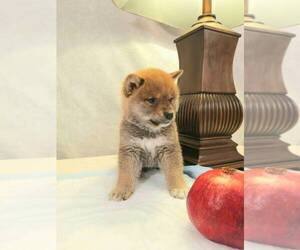 Shiba Inu Puppy for sale in TEMPLE CITY, CA, USA