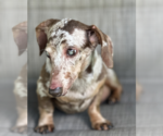 Small #2 Dachshund