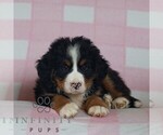 Small #2 Bernese Mountain Dog