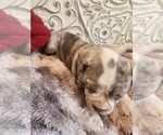 Small Photo #15 Bulldog Puppy For Sale in FAIRFIELD, IA, USA