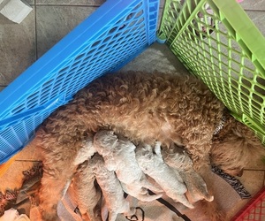 Goldendoodle Litter for sale in COLLEGE STATION, TX, USA