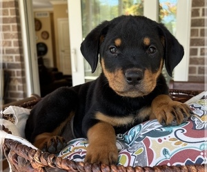 Rottweiler Dog for Adoption in NOBLESVILLE, Indiana USA