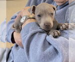 Small #1 American Pit Bull Terrier Mix