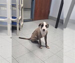 THACKERY - Male German Shepherd Dog-Unknown Mix Dog for Adoption - Small photo