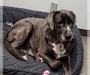 Mutt Dogs for adoption in San Diego, CA, USA