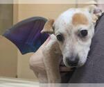 Small Photo #2 Mutt Puppy For Sale in Plover, WI, USA