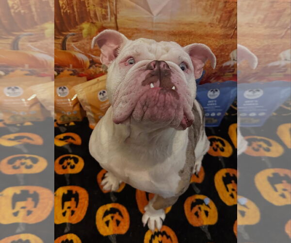 Medium Photo #2 Bulldog Puppy For Sale in Las Vegas, NV, USA