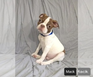 Boston Terrier Puppy for sale in MINERAL WELLS, WV, USA