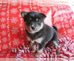 Small Photo #3 Pomsky Puppy For Sale in SHILOH, OH, USA