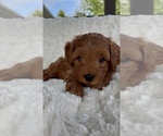 Puppy Alexander Goldendoodle (Miniature)