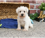 Small #11 Schnauzer (Miniature)