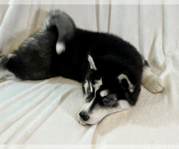 Medium Photo #8 Siberian Husky Puppy For Sale in ALTON, IL, USA