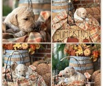 Puppy 2 Freddie Goldendoodle