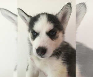 Siberian Husky Puppy for sale in MOUNT TABOR, VT, USA