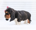Small Photo #2 Basset Hound Puppy For Sale in LIBERTY, KY, USA