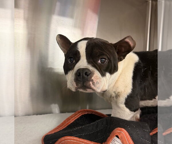 Medium Photo #5 Bulldog-Unknown Mix Puppy For Sale in Shermans Dale, PA, USA