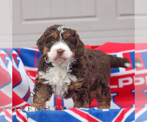 Medium Photo #3 Bernedoodle (Miniature) Puppy For Sale in MORGANTOWN, PA, USA