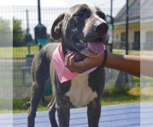 American Staffordshire Terrier-Unknown Mix Dogs for adoption in San Antonio, TX, USA