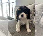 Small #8 Cavalier King Charles Spaniel