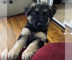 Small Photo #6 German Shepherd Dog Puppy For Sale in KINGSPORT, TN, USA