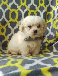 Sheepadoodle Puppy for sale in EDEN, PA, USA