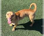 Small #1 Chihuahua Mix