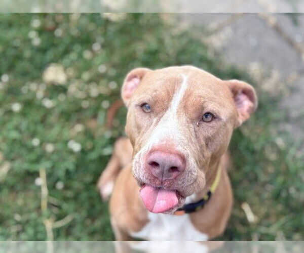 Medium Photo #1 Mutt Puppy For Sale in Tulsa, OK, USA