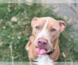 Mutt Dogs for adoption in Tulsa, OK, USA