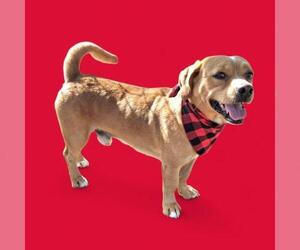 Cardigan Welsh Corgi-Unknown Mix Dogs for adoption in Bakersfield, CA, USA
