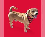 Small Cardigan Welsh Corgi Mix
