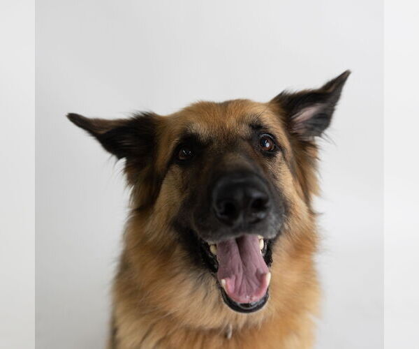 Medium Photo #23 German Shepherd Dog Puppy For Sale in Fargo, ND, USA
