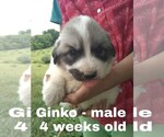 Small Photo #50 Great Pyrenees Puppy For Sale in HILLSVILLE, VA, USA