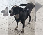 Small American Staffordshire Terrier-Labrador Retriever Mix