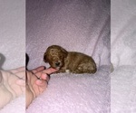 Puppy Puppy 7 Cavapoo (Miniature)