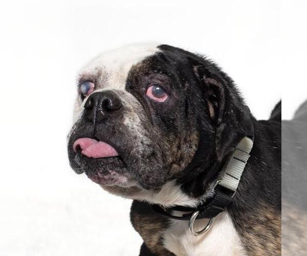 Medium Photo #1 Bulldog Puppy For Sale in Santa Maria, CA, USA