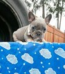 Small Photo #17 French Bulldog Puppy For Sale in MARYSVILLE, WA, USA