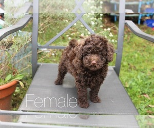 Maltipoo Puppy for sale in BELDING, MI, USA