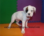 Small #8 Boxer