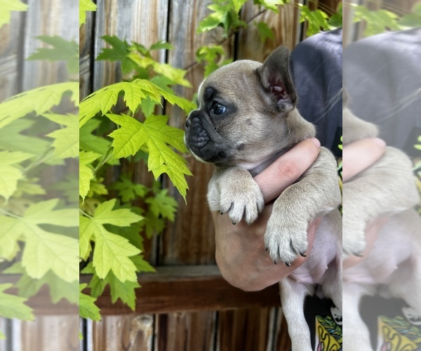 Medium Photo #2 French Bulldog Puppy For Sale in IDAHO FALLS, ID, USA