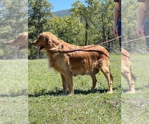 Mother of the Golden Retriever puppies born on 06/23/2025