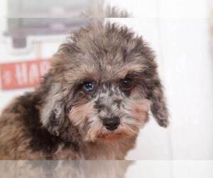 Poodle (Toy) Puppy for sale in BEL AIR, MD, USA