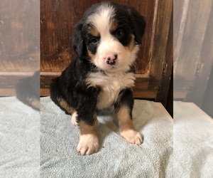 Bernese Mountain Dog Puppy for sale in AUGUSTA, WV, USA