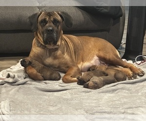 Mother of the Cane Corso puppies born on 01/27/2023