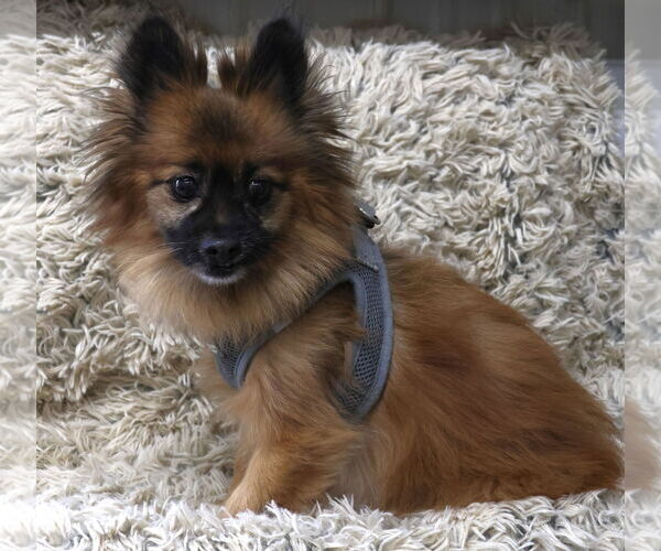 Medium Photo #1 Chiranian Puppy For Sale in Princeton, MN, USA