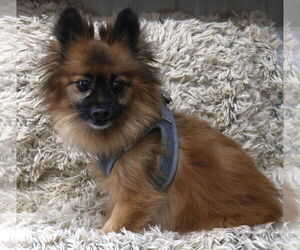 Chiranian Dogs for adoption in Princeton, MN, USA